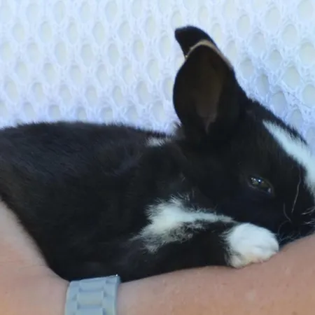 Haus Troetschler Daire