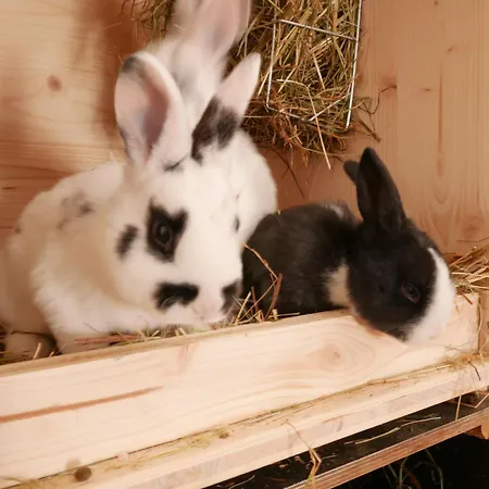 Haus Troetschler Daire Weilheim