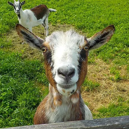 Haus Troetschler Daire *