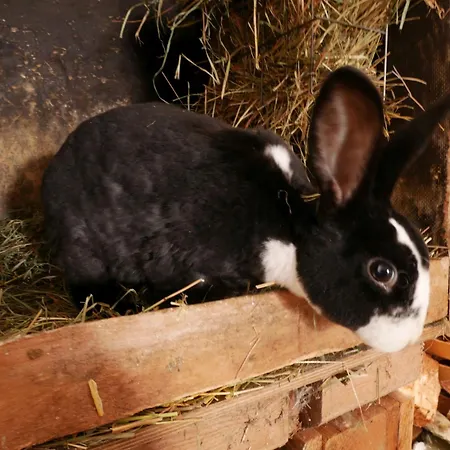 Daire Haus Troetschler Weilheim